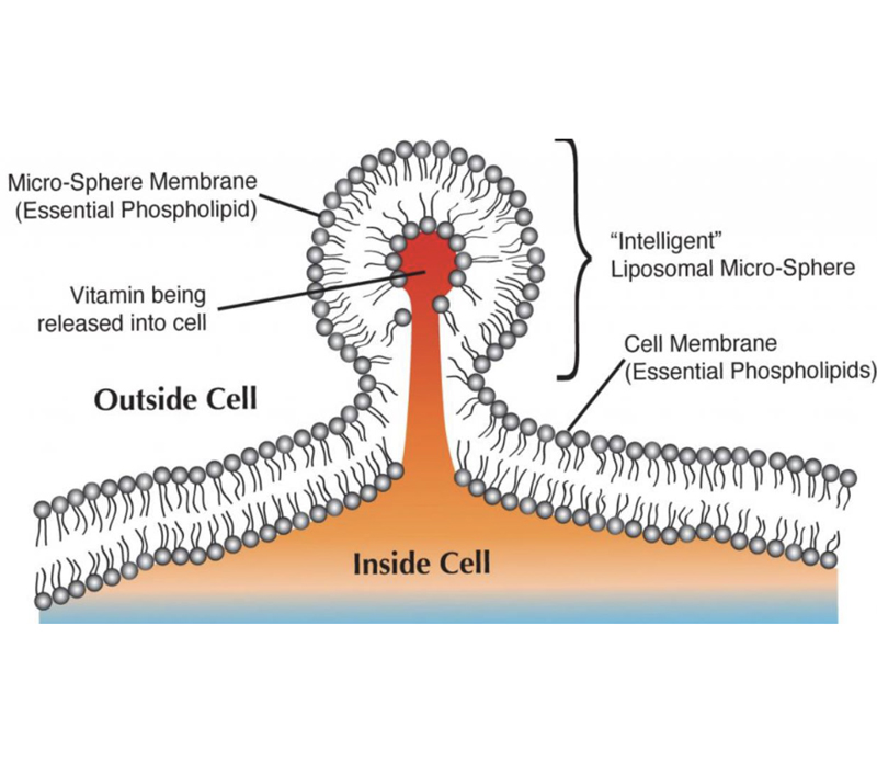 معدل امتصاص مزدوج
