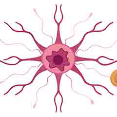 صحة الجهاز العصبي