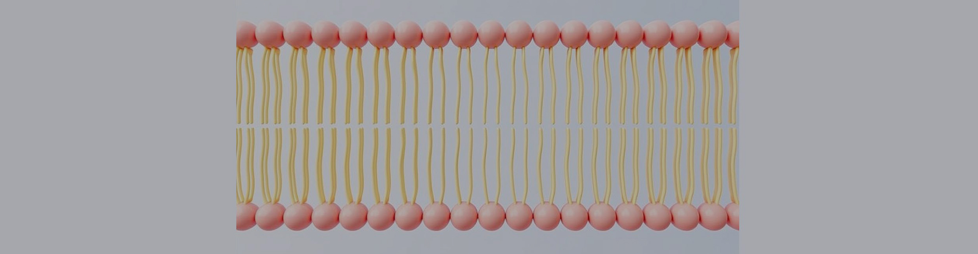 التخصيص Liposomal