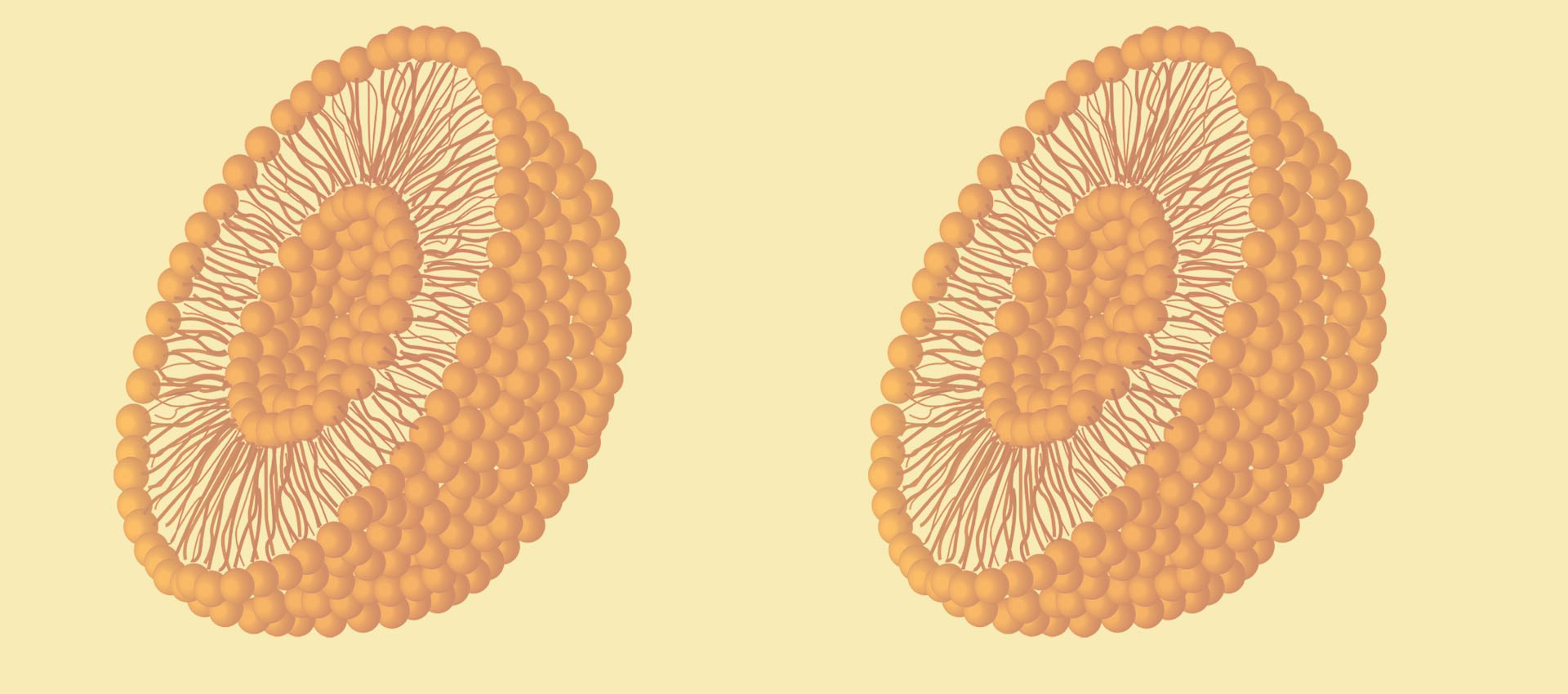 فيتامين Liposomal B2