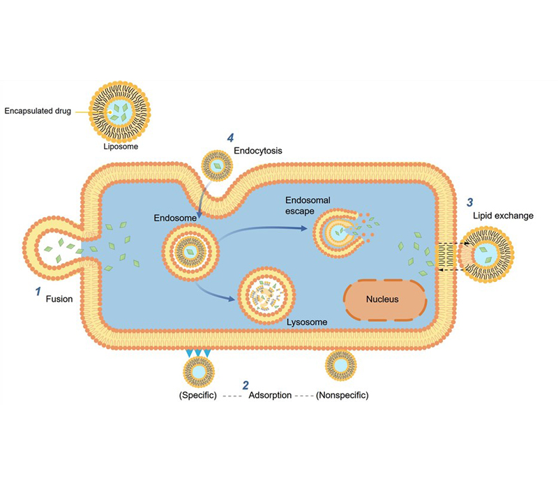 الاستهداف والإفراج المستدام