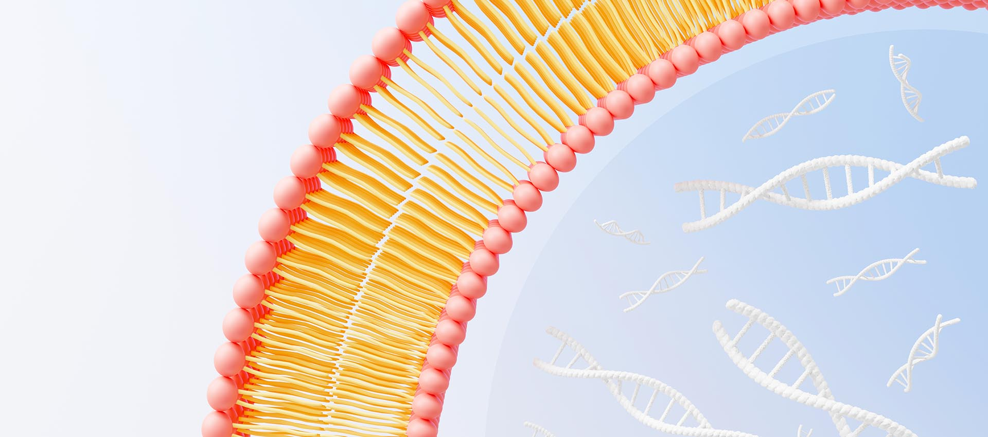 حمض الفوليك الدهني