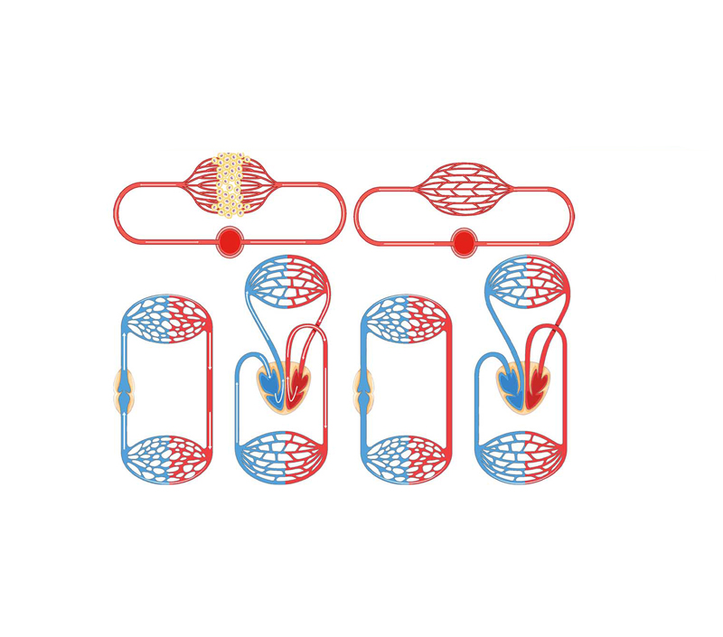 يدعم الطاقة ووظيفة الميتوكوندريا