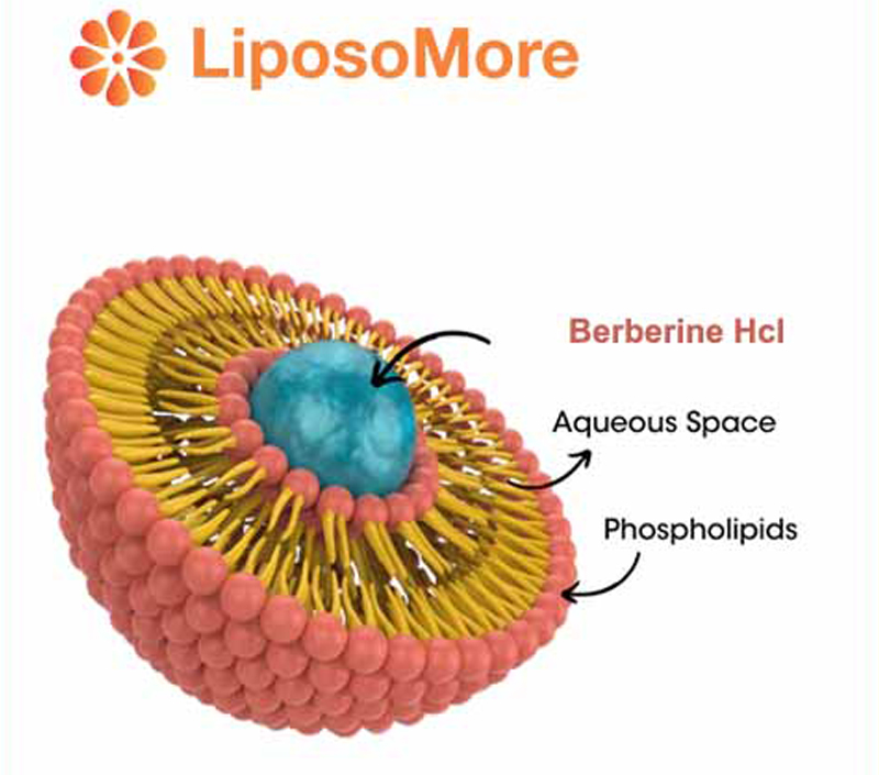يدعم الكوليسترول وصحة القلب والأوعية الدموية