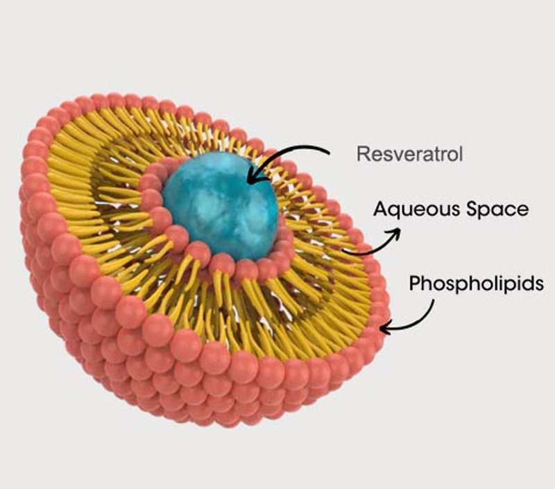 مكافحة الشيخوخة وحماية الخلوية