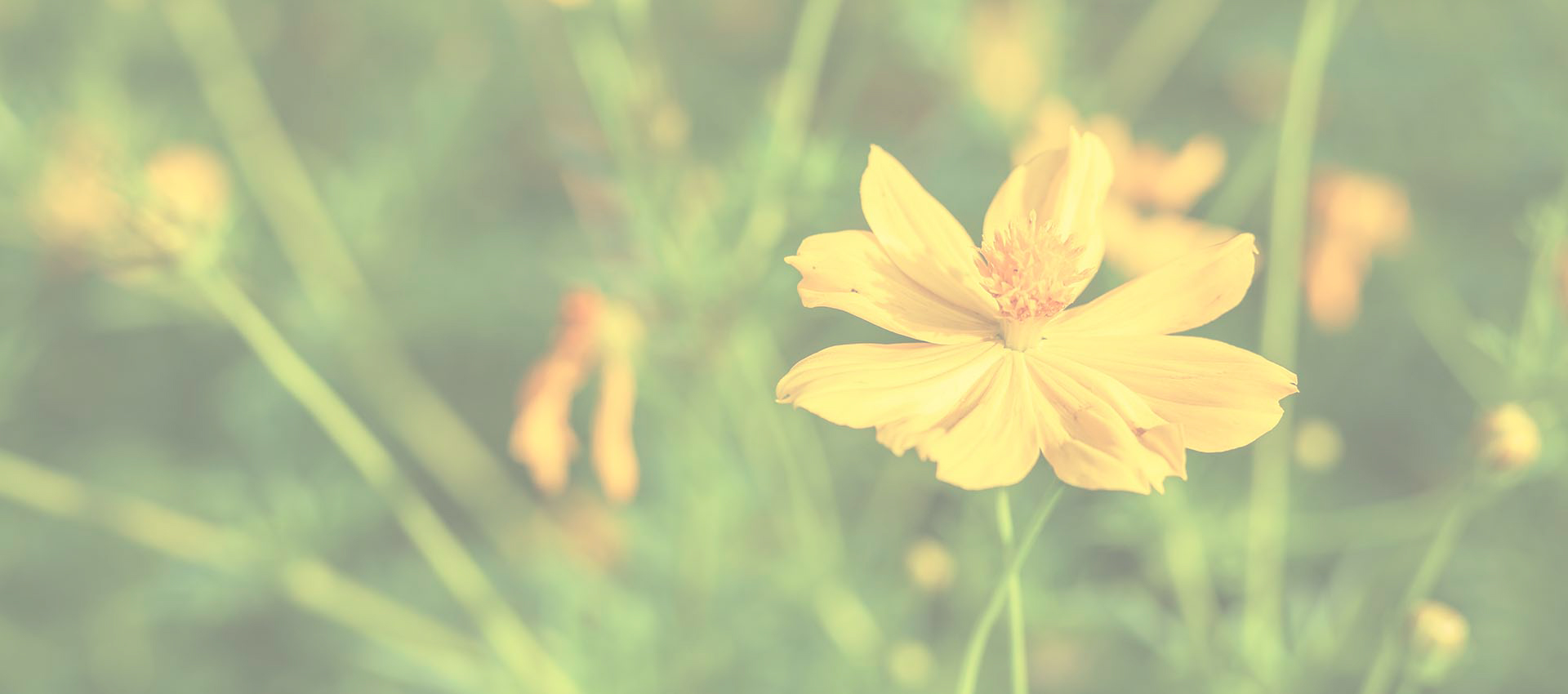 هيدروكلوريد بربارين الشحمي