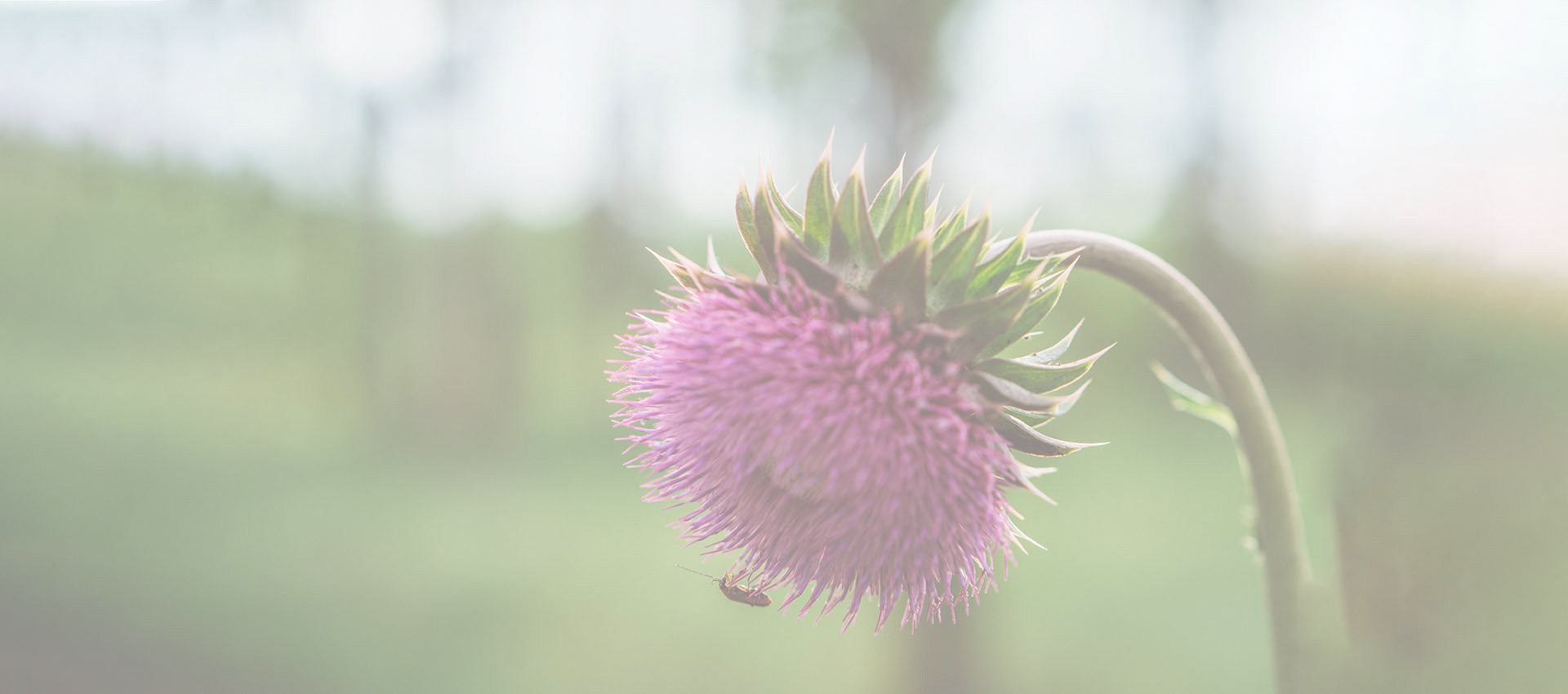 سيليمارين الشحمي