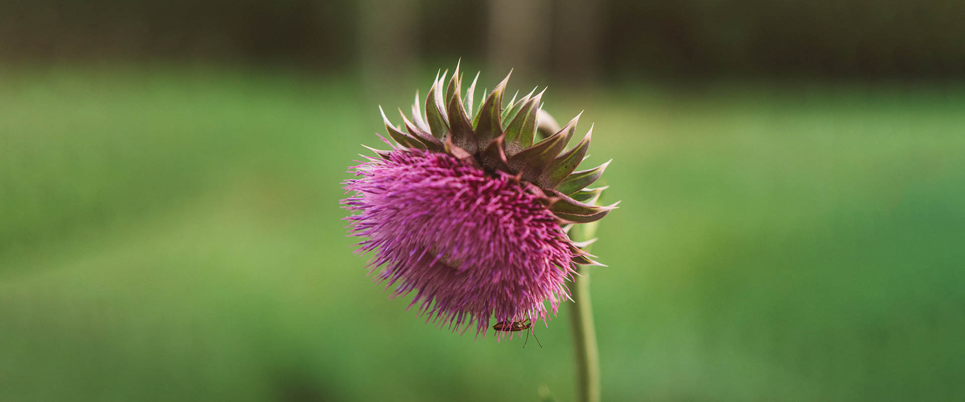 ميزات سيليمارين الشحمي
