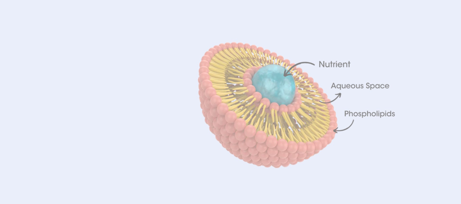 ريسفيرترول الدهون