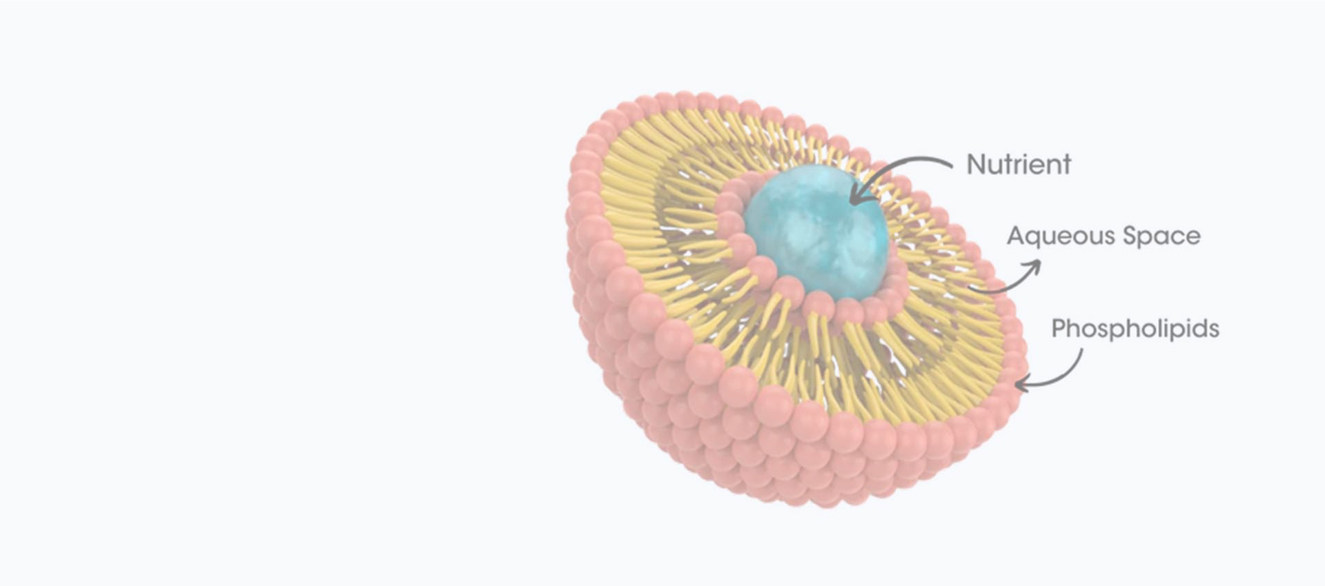 الكركمين الدهني