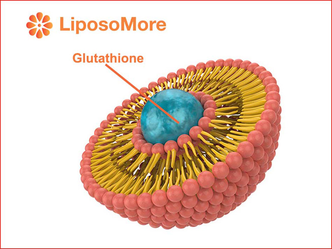 liposomal glutathione gains popularity as a premium antioxidant ingredient with superior bioavailability 2 liposomal glutathione gains popularity as a premium antioxidant ingredient with superior bioavailability 2