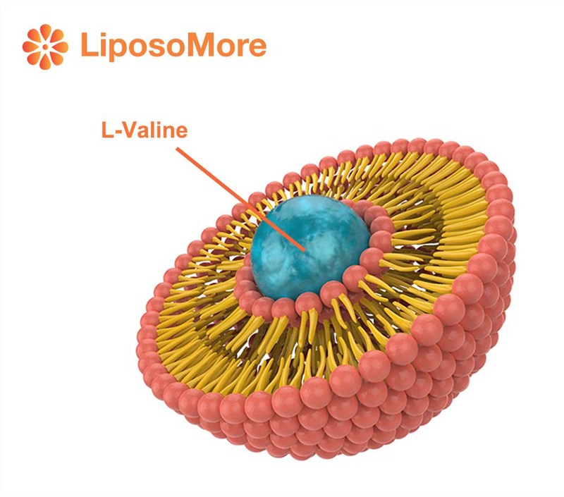 امتصاص متفوقة عن طريق تسليم Liposomal