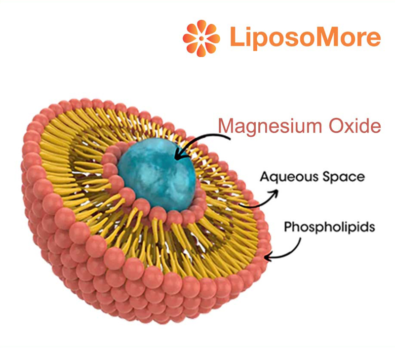 يدعم استقلاب الطاقة ووظيفة العضلات
