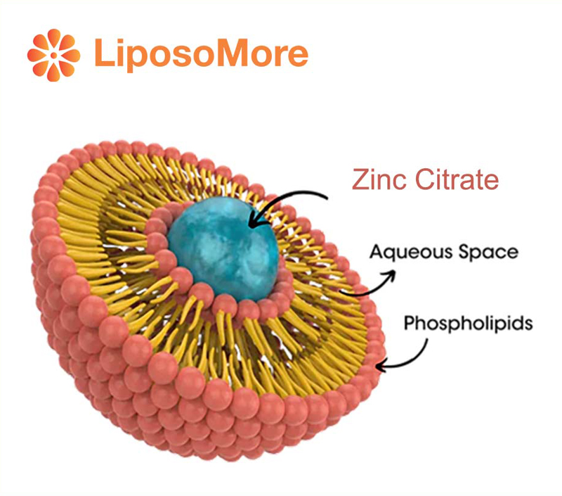 الاستقرار والتوافر البيولوجي مع ميزة Liposome